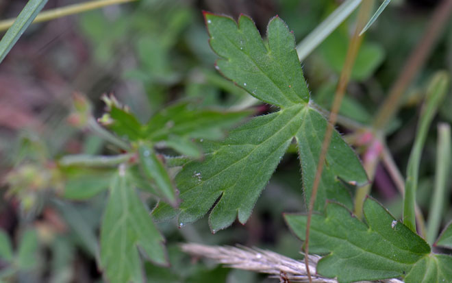 Palmate leaf with 5 cleft segments; Flower close-up; Geranium richardsonii Flower close-up; Geranium richardsonii